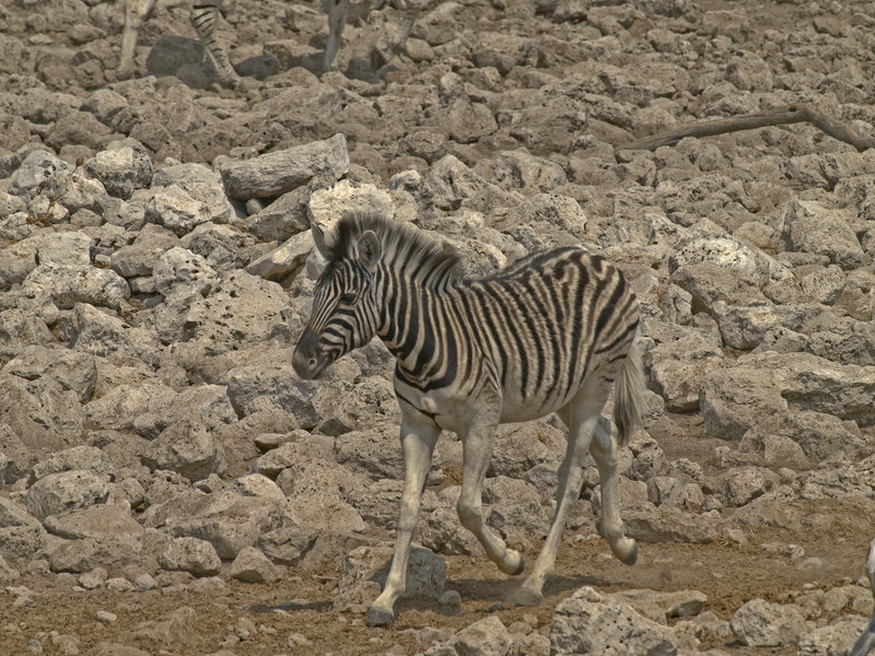 Okaukuejo, Zebra